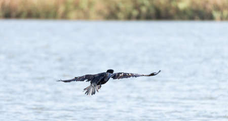 Cormorant, Phalacrocarax resting by the Llobregat delta wetlandsの写真素材