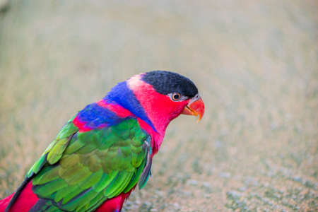 tricolor parrot, Lorius lory perched on a stickの写真素材