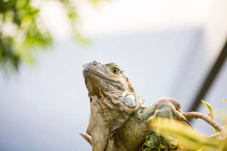 large iguana with spikes all over his bodyの写真素材