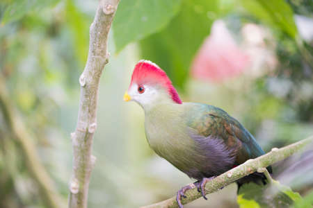 Turaco, Tauraco erythrolophus perched on a branchの写真素材