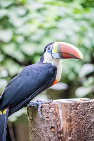 tucan, tucanus ramphastos perched on a branch