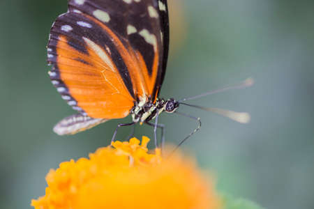 heliconius erato eating nectarの写真素材