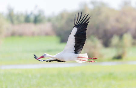 write stork, ciconia ciconia flying fieldの写真素材