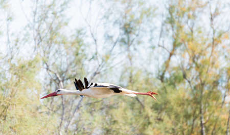 write stork, ciconia ciconia flying fieldの写真素材
