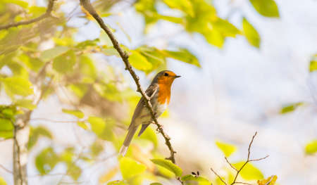 erithacus rubecula, robin perched on a branchの写真素材