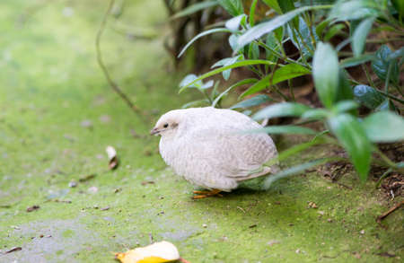 Chinese quail, chinensis excalfactoria looking for foodの写真素材