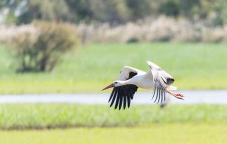 write stork, ciconia ciconia flying fieldの写真素材