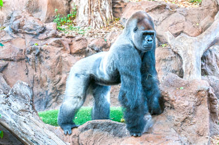 gorilla in the middle of the Amazon jungleの写真素材