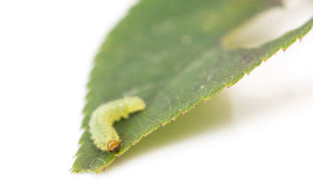 green caterpillar on a leaf on a white background