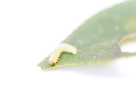 green caterpillar on a leaf on a white background