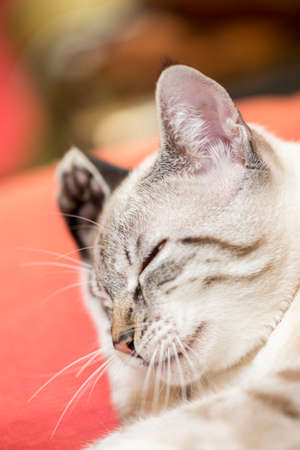 little cat posing for the photo sessionの写真素材