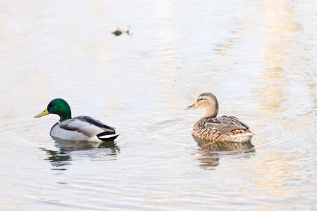 anas platyrhynchos,swimming in the lake looking for foodの写真素材