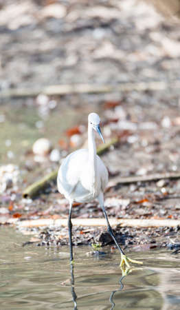 Common Egret, Egretta garzetta looking for food like fishの写真素材
