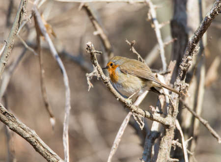 erithacus rubecula, robin perched on a branch