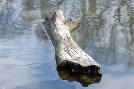 log of wood floating on the lakeの写真素材