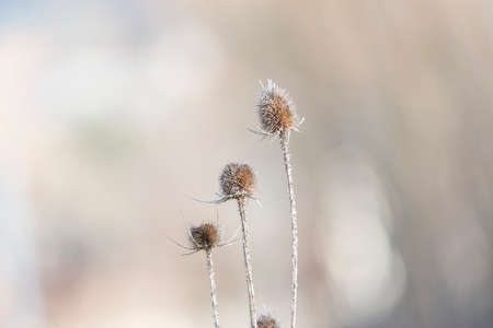 thistles prepared to collect seedsの写真素材