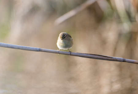 phylloscopus collybita, chiffchaff, foraging over a logの写真素材