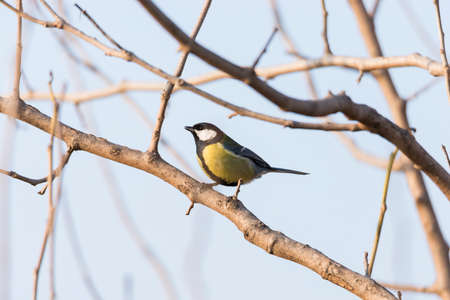 Parus major,saithe common  hanging from a tree branch