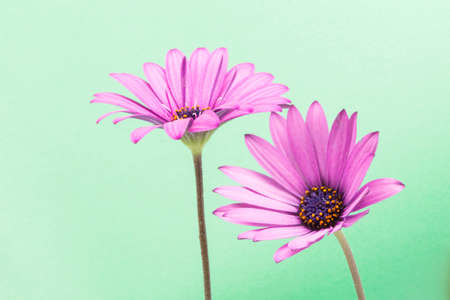 purple flower on a green backgroundの写真素材