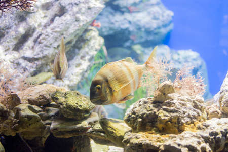 underwater life where the fish of the sea are observed