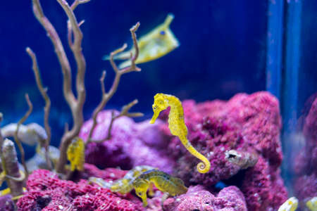 underwater life where the fish of the sea are observed