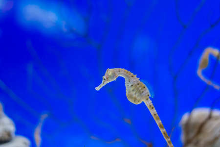 underwater life where the fish of the sea are observed