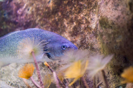 underwater life where the fish of the sea are observed