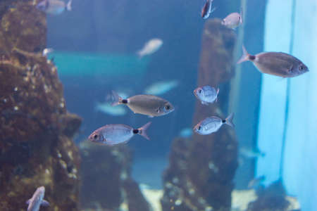 underwater life where the fish of the sea are observed