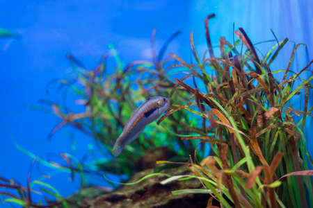 underwater life where the fish of the sea are observed