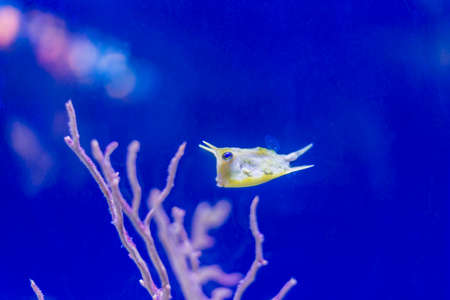 underwater life where the fish of the sea are observedの写真素材