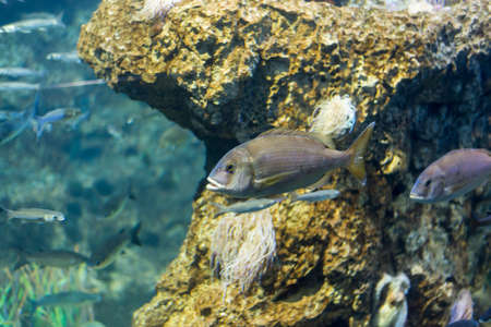 underwater life where the fish of the sea are observed
