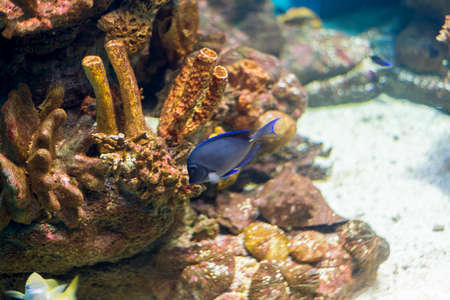 underwater life where the fish of the sea are observed