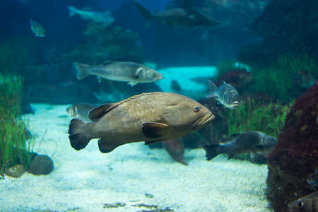 underwater life where the fish of the sea are observed