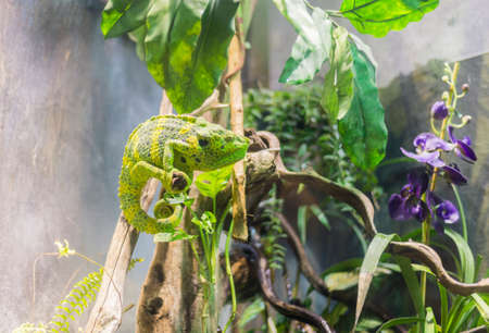 green chameleon risen to some branches of the treeの写真素材