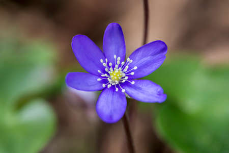 purple flower color with small petalsの写真素材