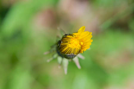 flower yellow color with small petalsの写真素材