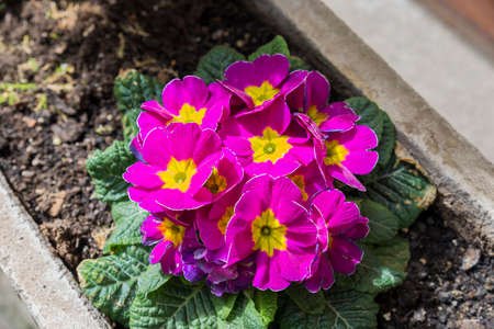 purple flower color with small petalsの写真素材