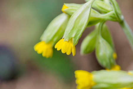flower yellow color with small petalsの写真素材