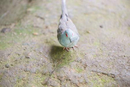 Diamond dove, bird like pigeonsの写真素材