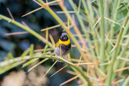 tomeguiÌn the pine forest, Tiaris canorus hanging from a branchの写真素材