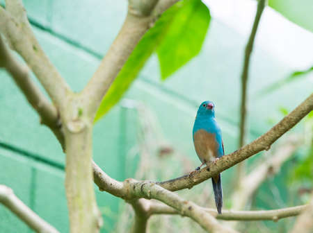 Uraeginthus cyanocephalus, perched on a branchの写真素材