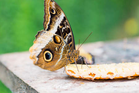 morpho butterfly, morpho peleides eating fruit nectarの写真素材