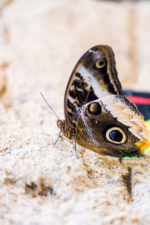 morpho butterfly, morpho peleides hanging from a branchの写真素材