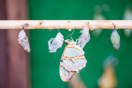 birth of a butterfly emerging from a chrysalisの写真素材