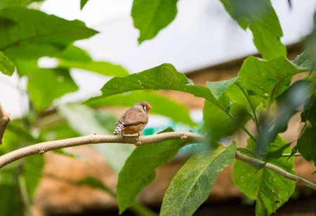 Zebra finch, taeniopygia guttata hanging on a stickの写真素材