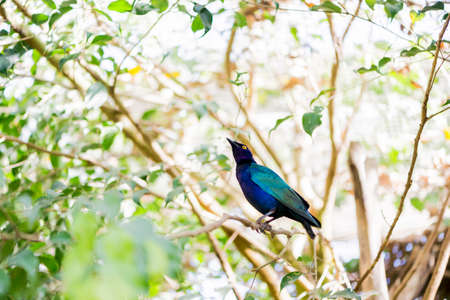 Lamprotornis purpureus perched on a stickの写真素材