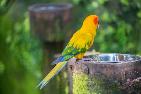aratinga solstitialis parrot hanging from a branchの写真素材