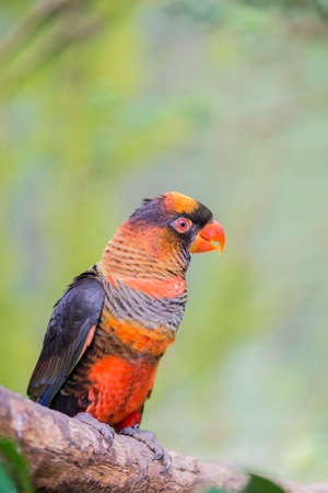 pseudeos fuscata parrot hanging from a branchの写真素材