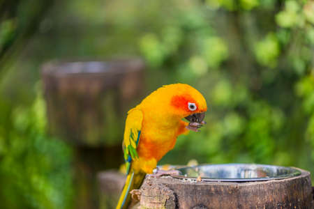 aratinga solstitialis parrot hanging from a branchの写真素材