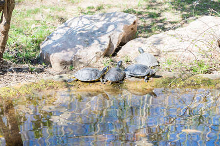 very old tortoise walking on the ground